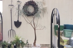 ブラキキトン属　ボトルツリー