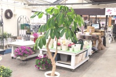 シェフレラ属　ブラッサイア