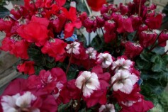 シクラメン　‘ひらり’