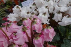 シクラメン　‘カンパーナピンク’