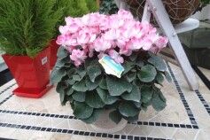 シクラメン　‘ウィンク’