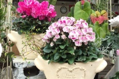 シクラメンの寄せ植え