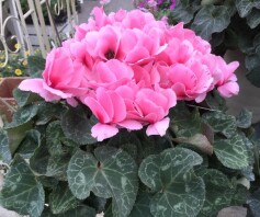 シクラメン‘ファルファーレ’