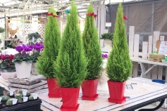 ゴールドクレスト