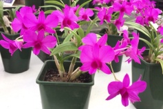 デンドロビウム属　‘メリーファンタジー’