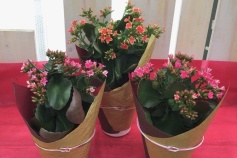 スタッフＵより