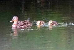 スタッフＲより