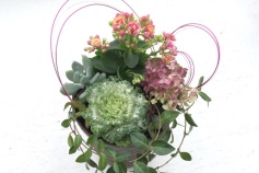 カランコエの寄せ植え