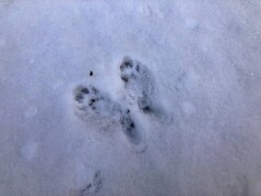 だれのあしあと？