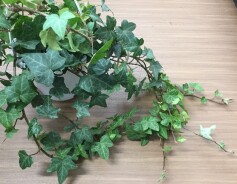 アイビー（ヘデラ）