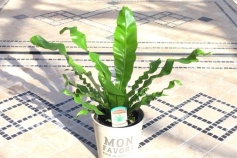 アスプレニウム属アンティーカム