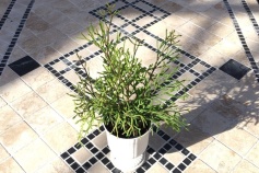 リプサリス属バッシフェラ