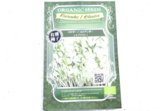 スプラウト　パクチー（コリアンダー）