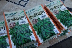 サッポロミドリ