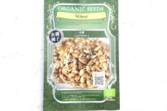 スプラウト　小麦