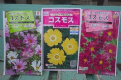 コスモスのタネ