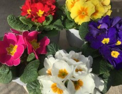 プリムラ　ジュリアン