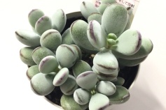 コチレドン属　福だるま