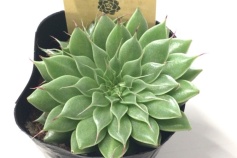 グラプトベリア 属　シルバースター