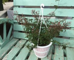 ハゴロモジャスミン（羽衣ジャスミン）