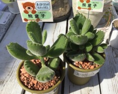 熊さんの手にそっくりだよ！