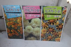 マリーゴールド