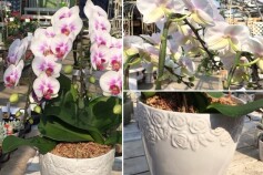 コチョウラン 中輪タイプ3