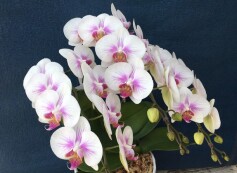 コチョウラン 中輪タイプ