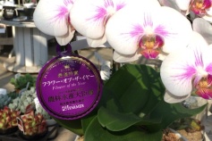 コチョウラン 中輪タイプ2