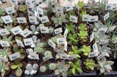 ちびっこタニクが勢ぞろい！