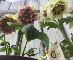 クリスマスローズ