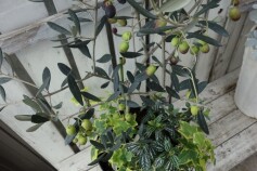 実付き！オリーブの寄せ植え
