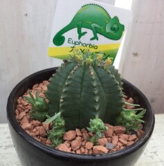 ユーフォルビア　カメレオンヘルメット