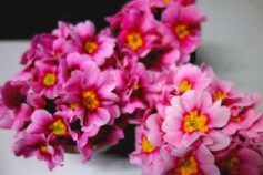 プリムラ　ジュリアン