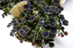 クローバー　しあわせみぃつけた