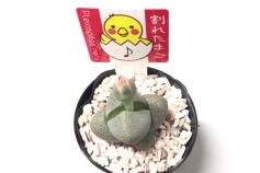 プレイオスピロス属　帝玉（ていぎょく）