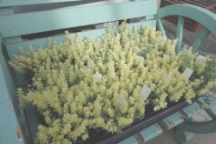 ロータス‘ブリムストーン’