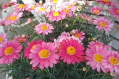 マーガレット　ストロベリーホイップ