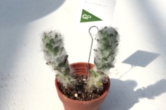 ポーチュラカリア属　ウェルデルマニー