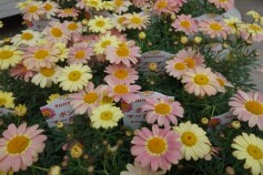 ボンザ®　マーガレット