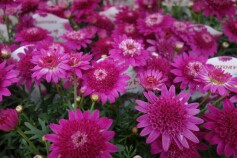 ピンクのマーガレット