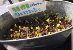 発芽！
