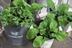 キッチンハーブ