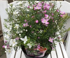 ボロニア　ラブラブ