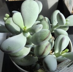 白くてプクプくして可愛い多肉