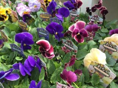 パンジー　わらくシリーズ