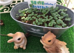 ラディッシュ生長日記