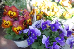 プレミアムビオラ　ディージェイ