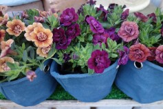 カリブラコア　ティフォシー　アンティークシリーズ