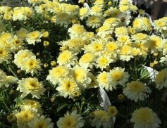 ボンザマーガレット レモンイエロー